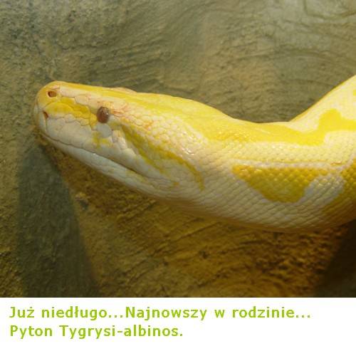 Najnowszy w rodzinie:)
