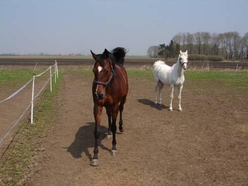 A kto tu biegnie?:)