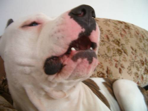 TAYSON w roli krokodyla