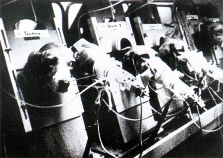 www.smokinganimals.com