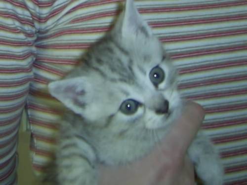 Miaaau?