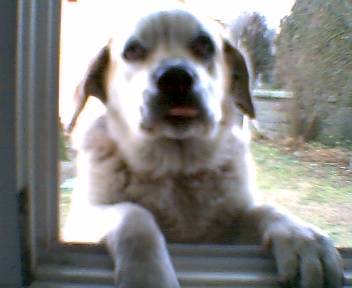 Dooog