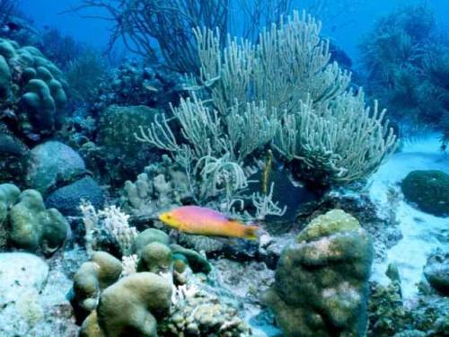 CORAL REEF