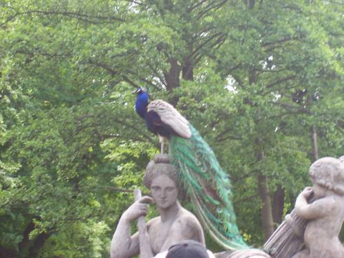 PAfIAn