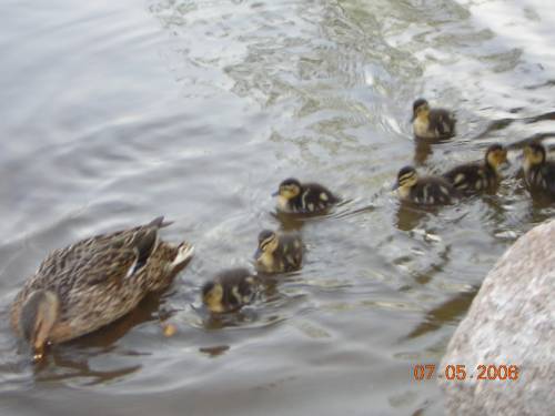 duck^^