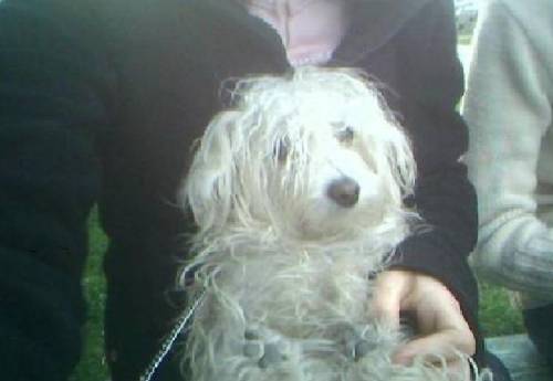piesek... :pp