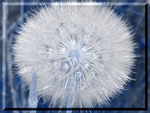 Dandelion giant ;D