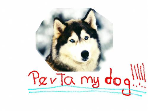 my dog