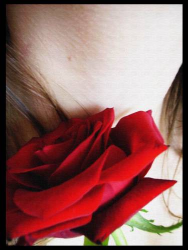 Rose of Destiny...