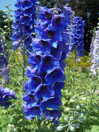 blue part 4