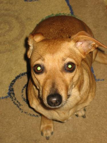 Meine Hund