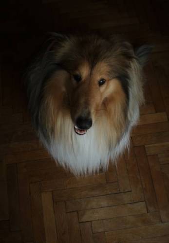 Max