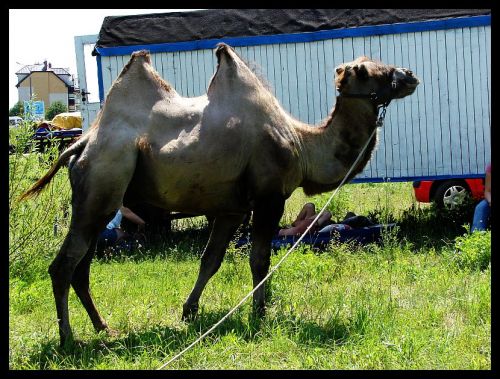 CAMEL IN THE CITY :)