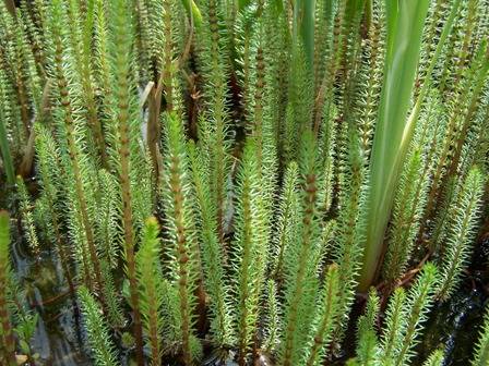 Green power 1