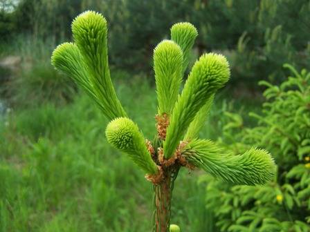 Green power 3