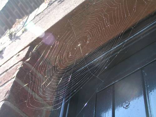cobweb