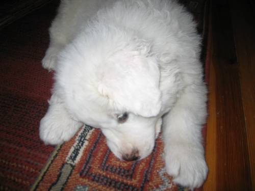 Gryzon :)
