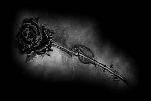 black rose