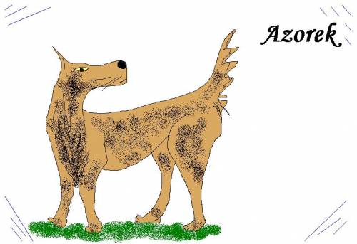 azorek