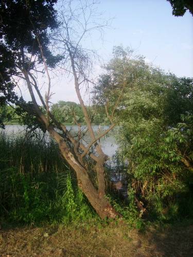 drzewko
