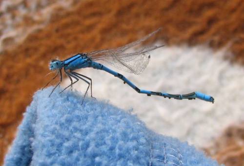 i\'m blue