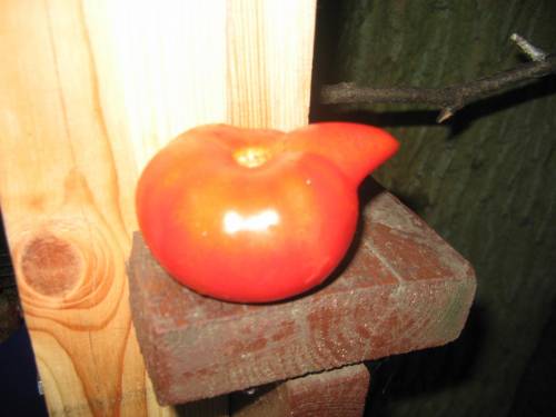Pomidor