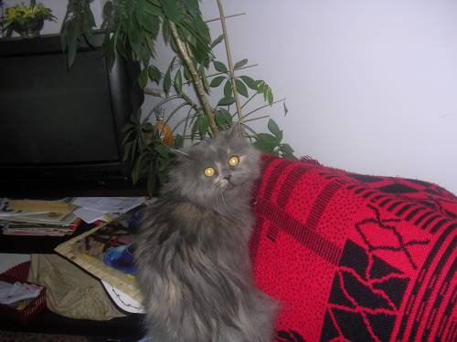 milcia