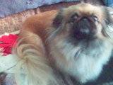 Mine DOG