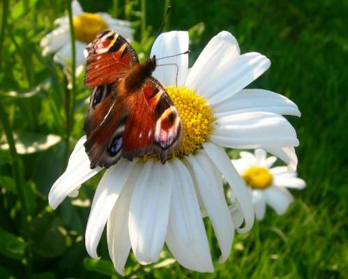 butterfly...