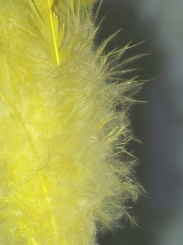 Feather, created by nature