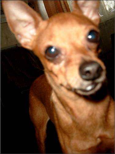 My dog and..