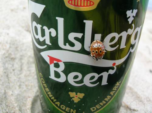 Carlsberg Beer 