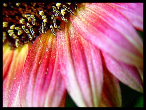 Pink flower