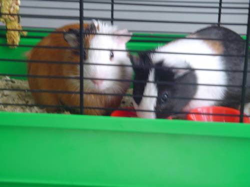 Little Stuard and Stuard 
