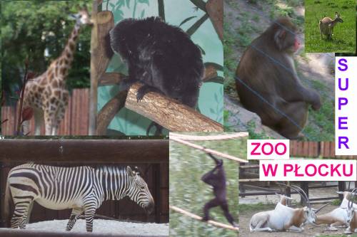 Zwierzta z ZOO w Pocku