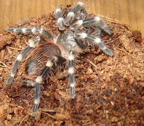 Acanthoscurria Geniculata L6