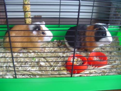 Ciuch ciuch... :*