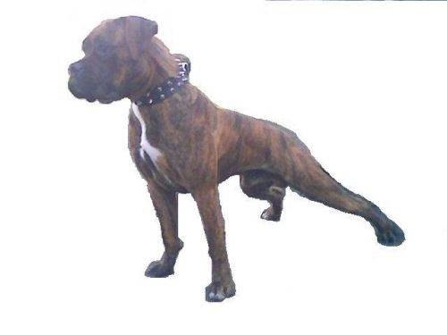 Rocky!!!!!!!!!!!!!!!!!!!!!!!!!!