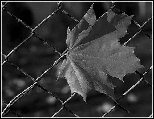 listek...