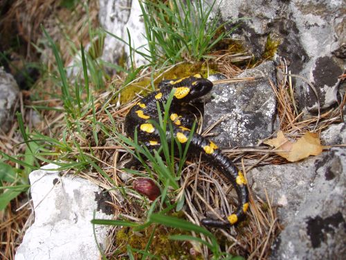 Salamandra plamista