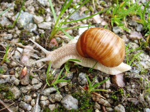 Slimak 