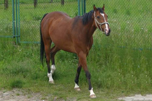 Cano