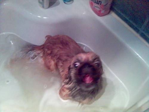 MINE DOG