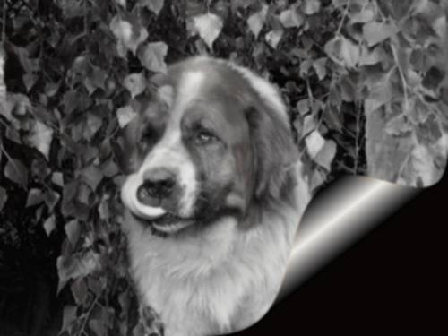 My dog ;)