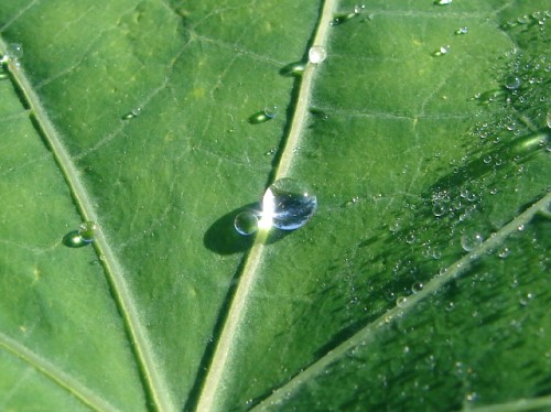 Kropla.
