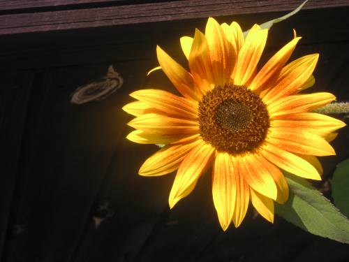 sunflower.
