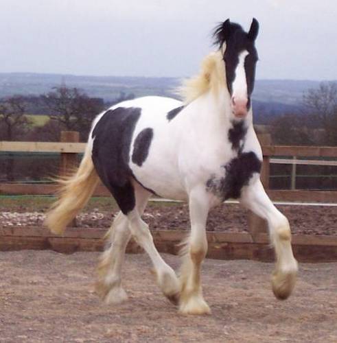 Konik
