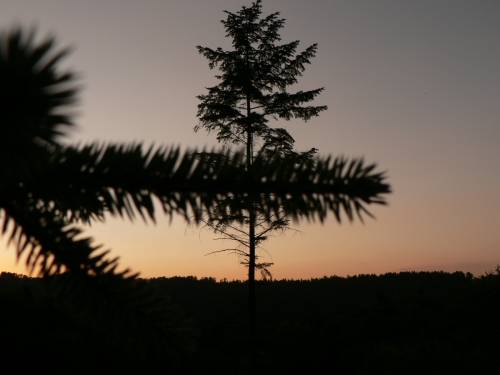 +tree