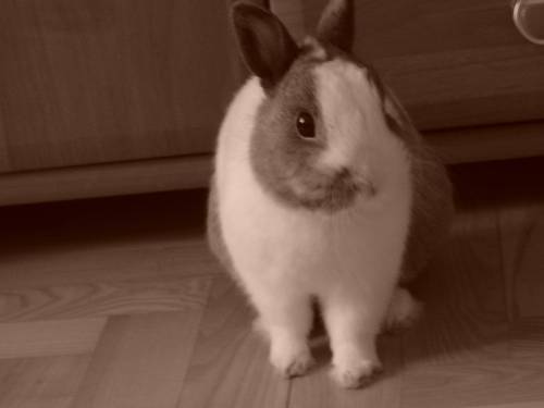 Krliczek ;*