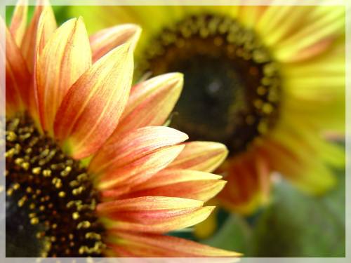 flower:)